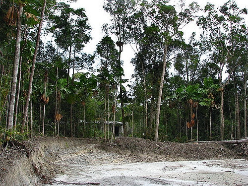 Licuala ramsayi