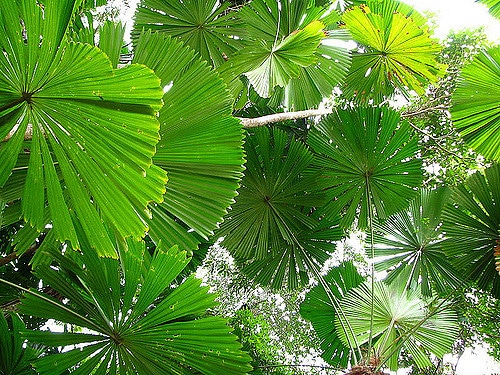Licuala ramsayi