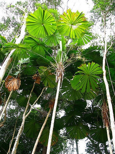 Licuala ramsayi