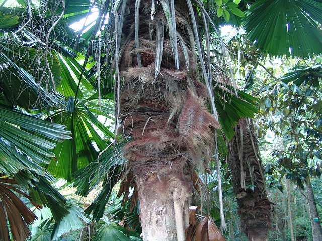 Licuala ramsayi