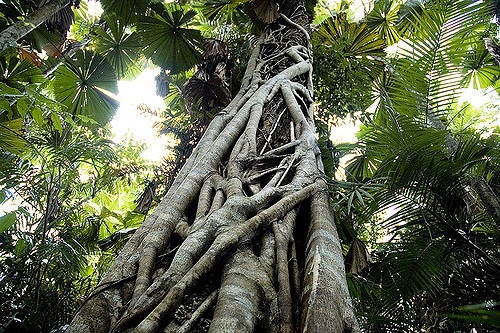 Licuala ramsayi (Licuala ramsayi)