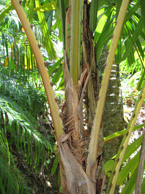 Licuala spinosa