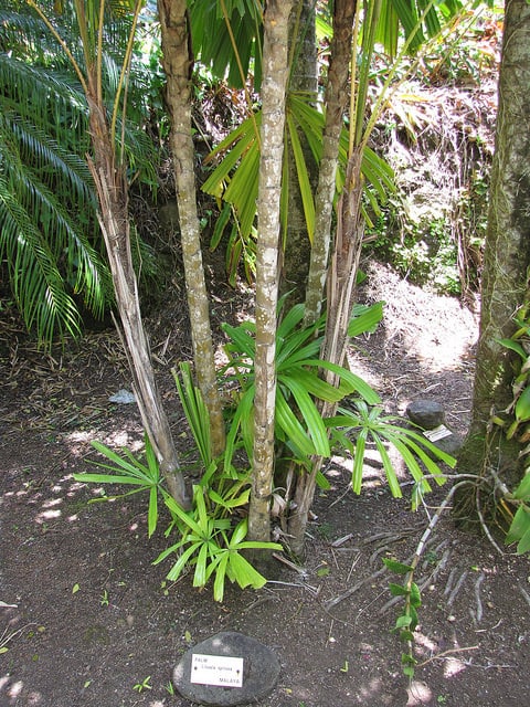 Licuala spinosa