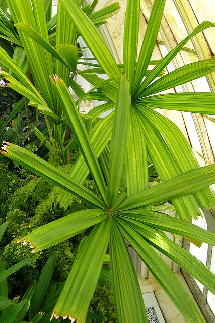 Licuala spinosa