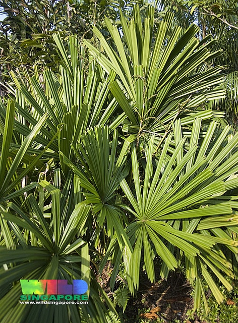 Licuala spinosa