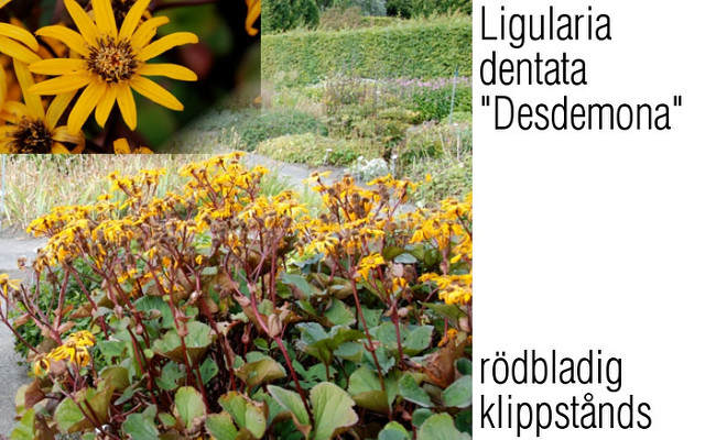 Ligulaire