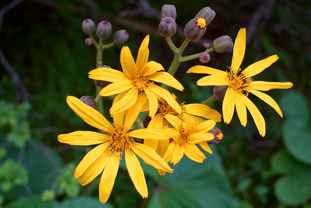 Ligulaire (Ligularia dentata)