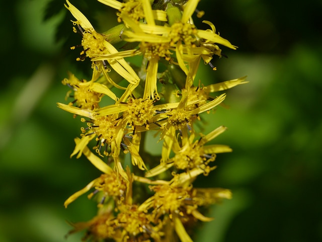 Ligularia fischeri