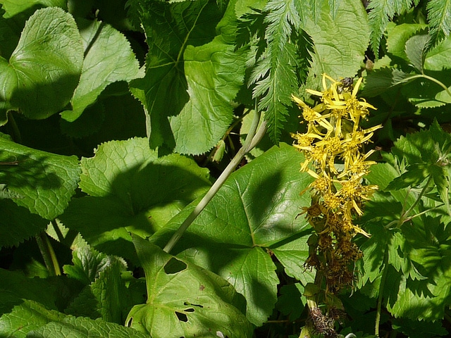 Ligularia fischeri (Ligularia fischeri)