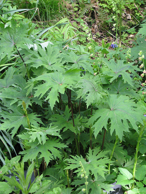 Ligulaire du shavalski (Ligularia stenocephala)