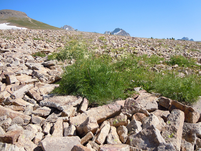 Ligusticum filicinum (Ligusticum filicinum)