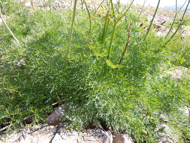 Ligusticum filicinum