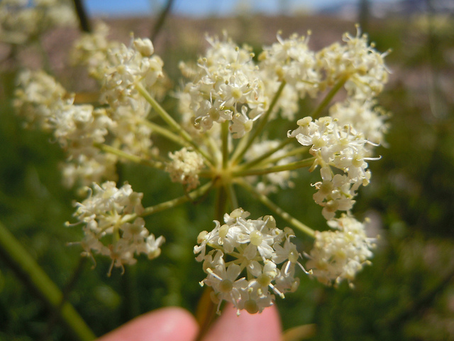 Ligusticum filicinum