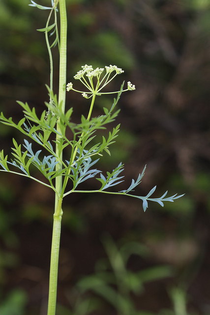 Ligusticum filicinum