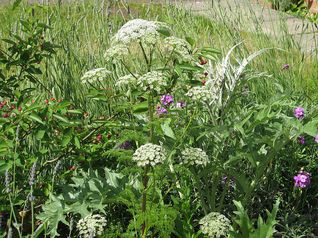 Ligustique des pyrénées (Ligusticum lucidum)