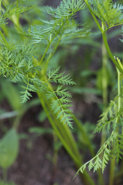 Ligusticum porteri