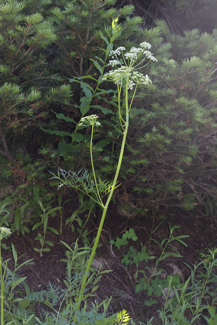 Ligusticum porteri