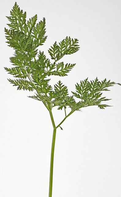 Ligusticum porteri