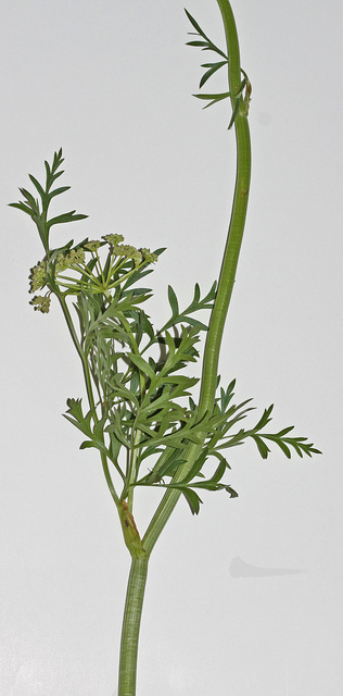 Ligusticum porteri
