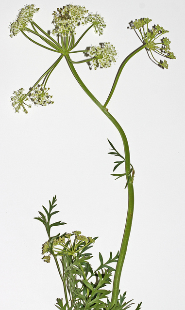 Ligusticum porteri