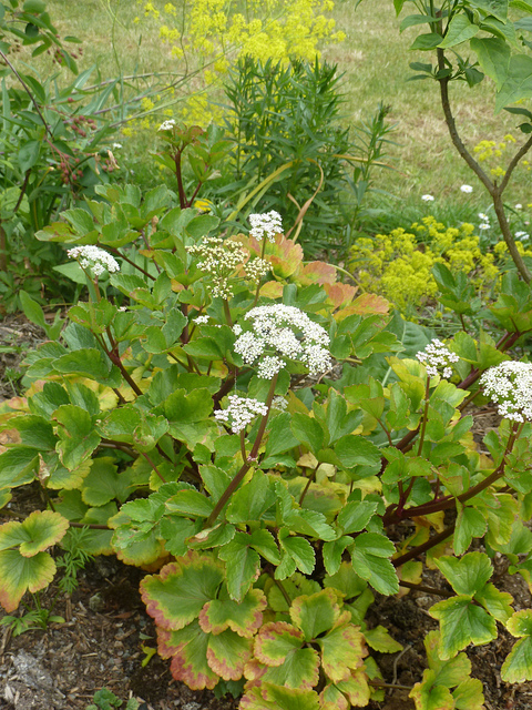 Ligusticum scoticum (Ligusticum scoticum)