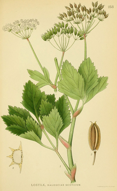 Ligusticum scoticum