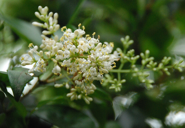 Troène ibota (Ligustrum delavayanum)