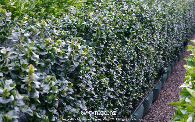 Troène du japon (Ligustrum japonicum)