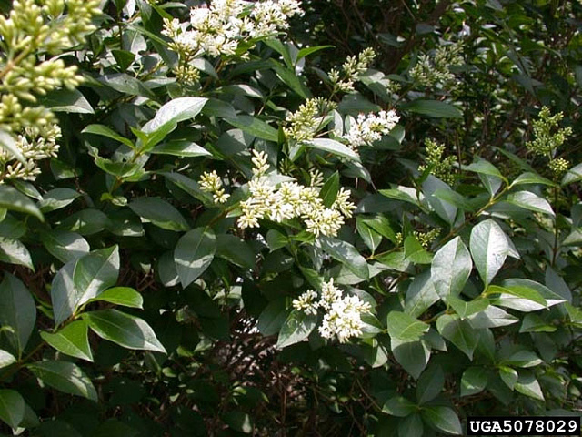 Troène à feuilles obtuses (Ligustrum obtusifolium)