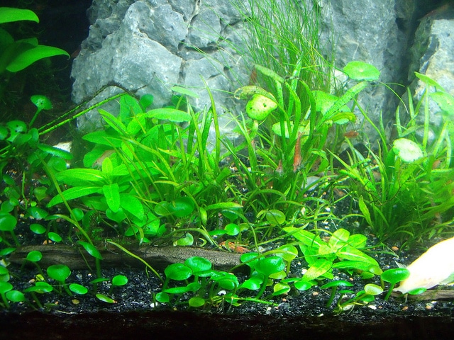 Faux tenellus