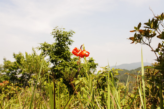 Lilium amabile