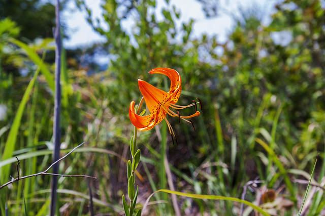 Lilium amabile