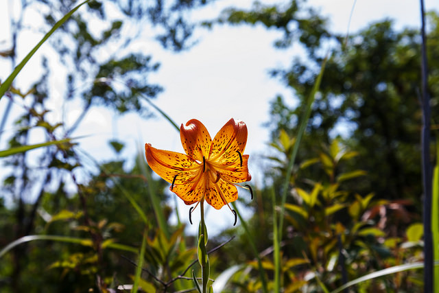 Lilium amabile