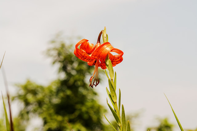 Lilium amabile