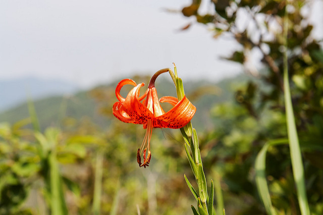 Lilium amabile