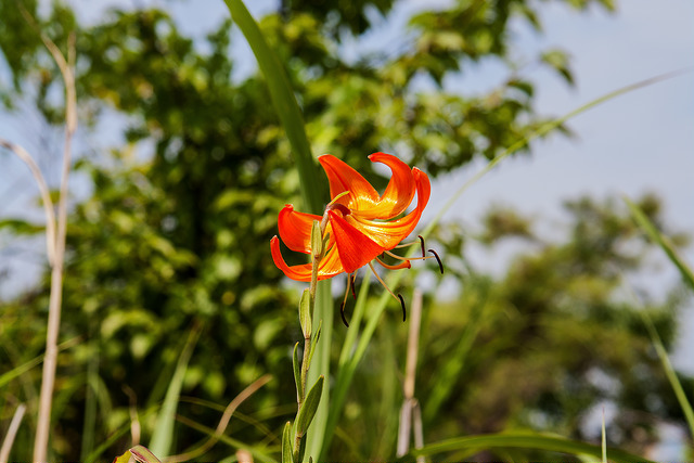 Lilium amabile (Lilium amabile)
