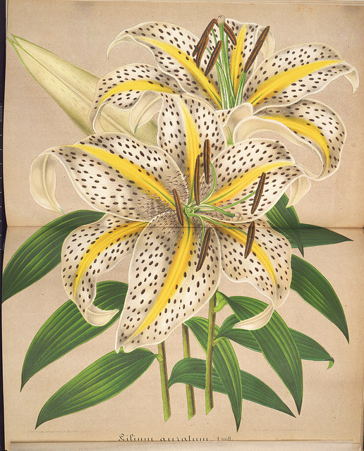 Lis des montagnes (Lilium auratum)