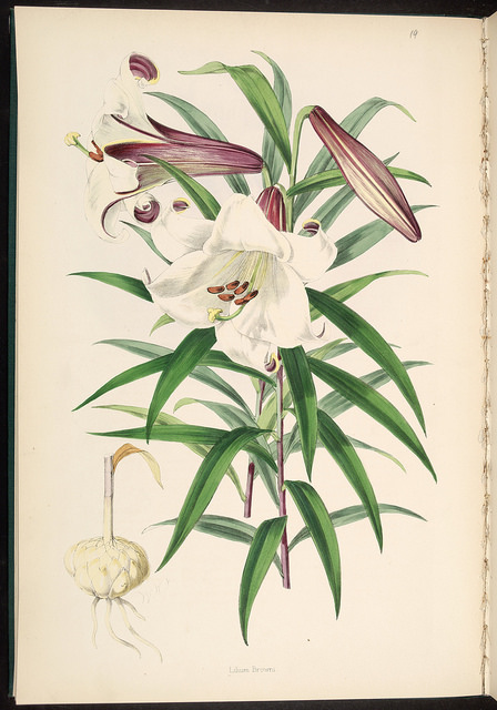 Lilium brownii (Lilium brownii)