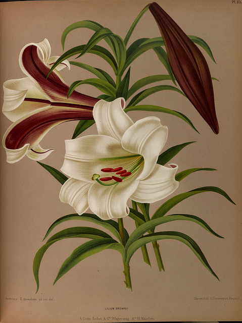 Lilium brownii