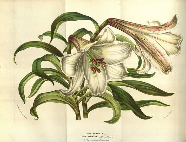 Lilium brownii