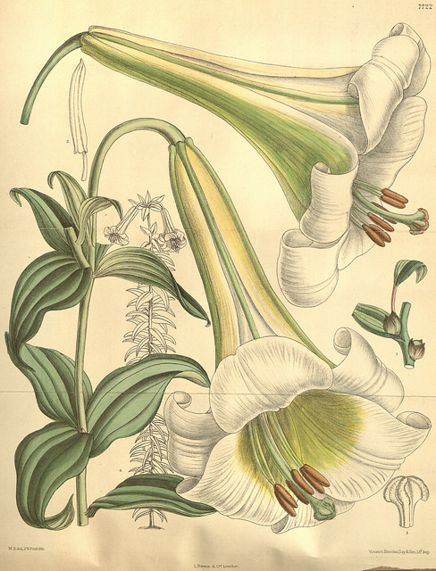 Lilium brownii