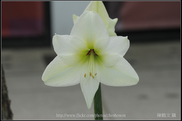 Lilium brownii