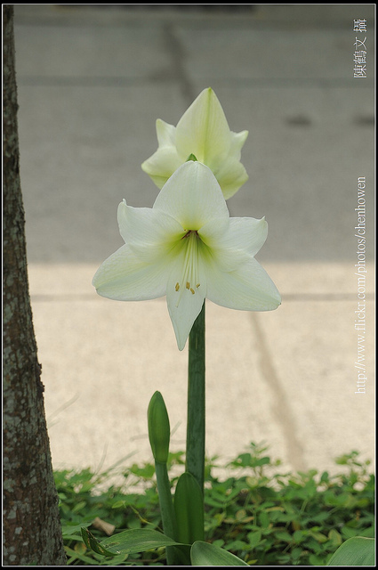 Lilium brownii