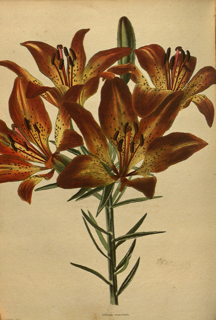 Lis à bulbilles (Lilium bulbiferum)