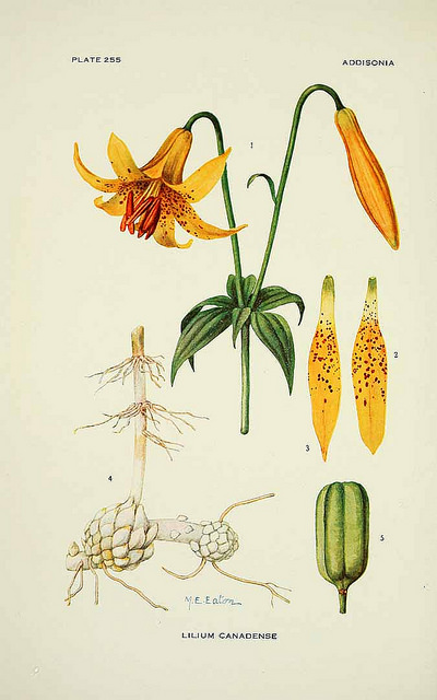 Lilium callosum (Lilium callosum)