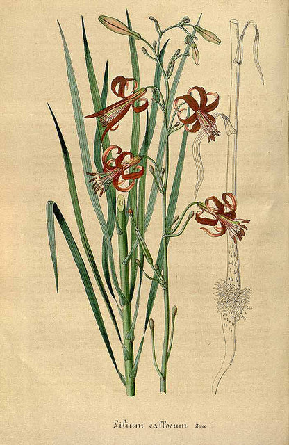 Lilium callosum