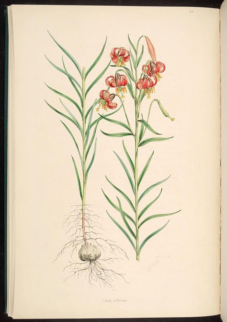 Lilium callosum