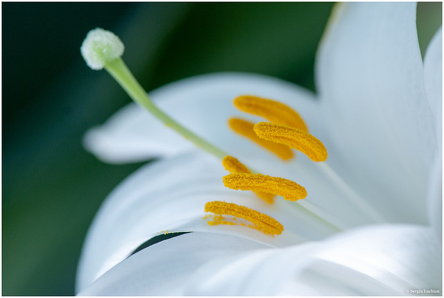 Lis blanc (Lilium candidum)