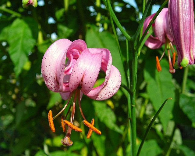 Lilium cernuum (Lilium cernuum)