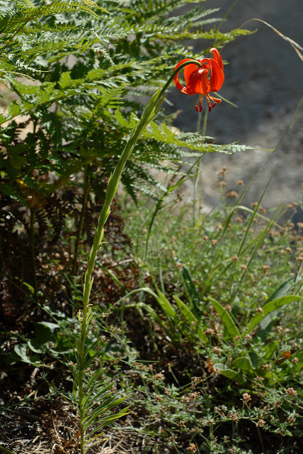Lilium chalcedonicum (Lilium chalcedonicum)
